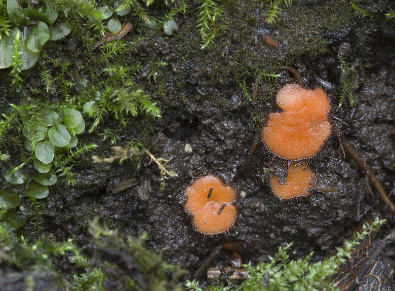 Scutellinia trechispora